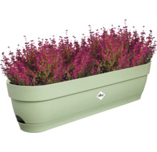 Blumenkasten mit Heidekraut