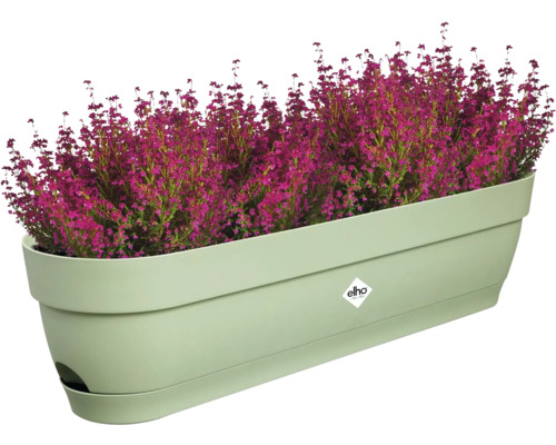 Blumenkasten mit Heidekraut