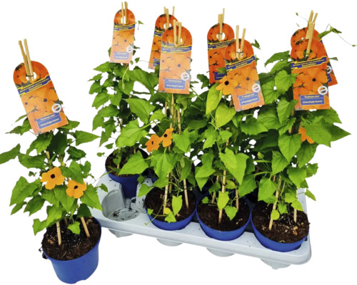 Schwarzäugige Susanne Pflanzen im Topf