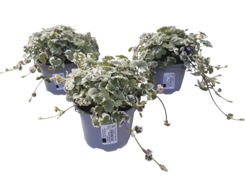 Drei Silberblatt Pflanzen im Topf