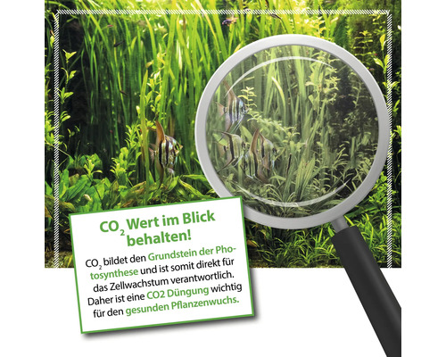 Aquarium mit Fischen und Wasserpflanzen, CO2 Düngung im Fokus