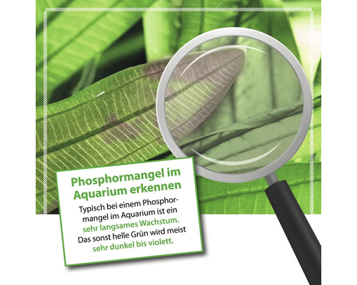 Darstellung von Phosphormangel an einer Aquariumpflanze mit Textinformationen