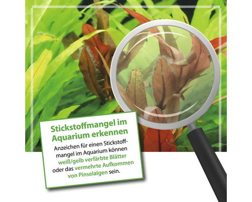 Aquariumpflanzen mit Anzeichen von Stickstoffmangel unter einer Lupe