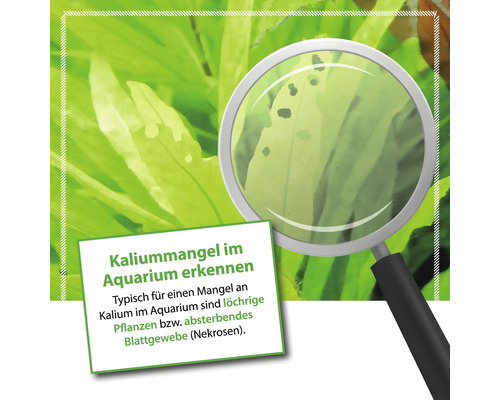 Aquariumpflanze mit Kaliummangel unter einer Lupe