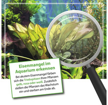 Aquarium mit Pflanzen, Hinweis auf Eisenmangel