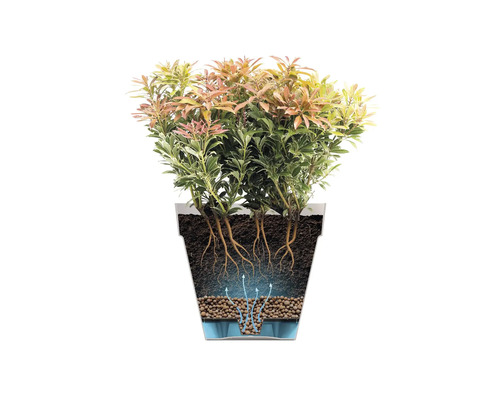 Illustration einer Pieris japonica Pflanze in einem Pflanzgefäß mit Wurzelsystem und Bewässerungssystem