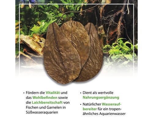 Seemandelbaumblätter zur Wasseraufbereitung und als Futterergänzung für Süßwasseraquarien