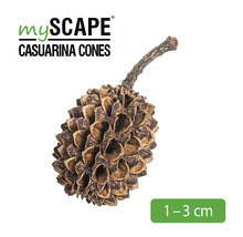 MyScape Kasuarinazapfen