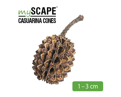 MyScape Kasuarinazapfen