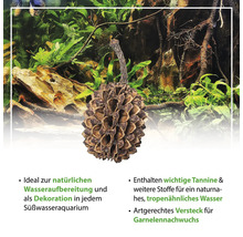 Aquariendekoration Erlenzapfen zur natürlichen Wasseraufbereitung