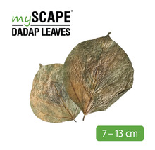 MyScape Dadap Blätter, circa 7 bis 13 cm