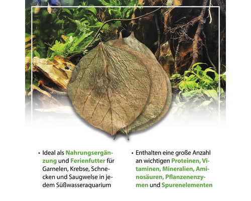 Getrocknete Blätter als Futterergänzung für Aquarientiere