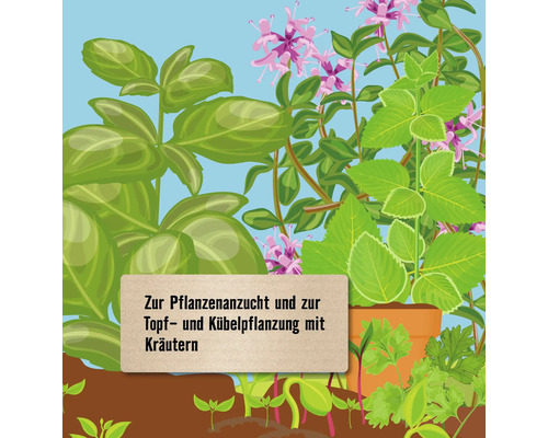 Illustration von Kräutern für die Pflanzenanzucht und Topf- und Kübelpflanzung