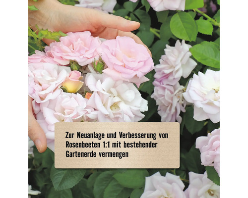 Rosen in den Händen, Textfeld zur Anlage und Verbesserung von Rosenbeeten