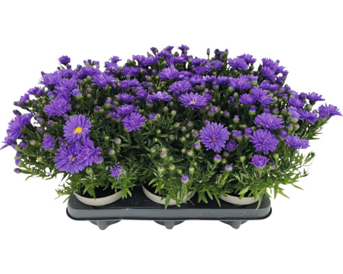 Lila Aster im Topf
