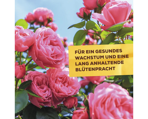 Rosenblüten mit dem Text: Für ein gesundes Wachstum und eine lang anhaltende Blütenpracht
