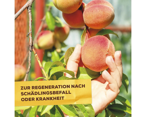 Pfirsiche am Baum, die sich nach Schädlingsbefall oder Krankheit erholen