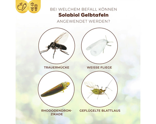 Darstellung von Trauermücke, Weiße Fliege, Rhododendronzikade und geflügelter Blattlaus, die von Solabiol Gelbtafeln angezogen werden.