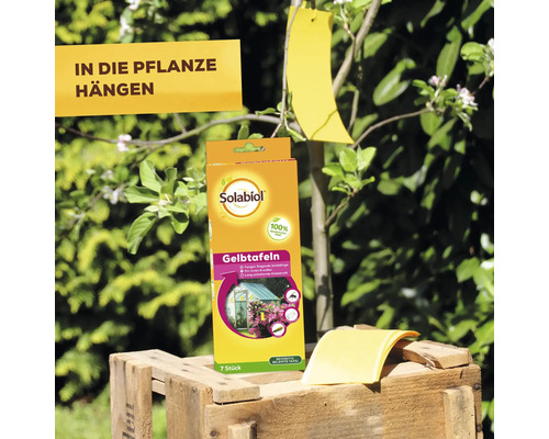 Solabiol Gelbtafeln zur Schädlingsbekämpfung im Garten.