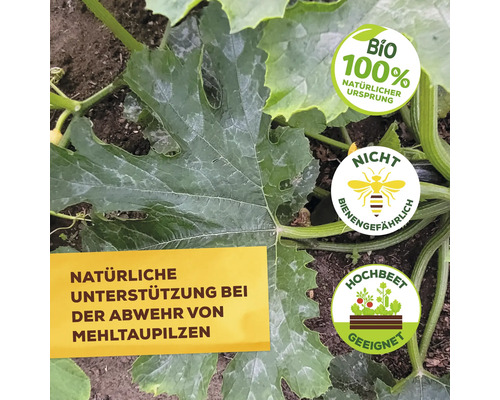 Pflanze mit Blatt und Hinweisschild zur natürlichen Unterstützung bei der Abwehr von Mehltaupilzen sowie Siegel für Bio, nicht bienengefährlich und geeignet für Hochbeete