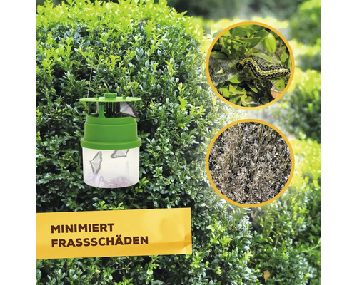 Buchsbaumzünslerfalle im Einsatz zur Minimierung von Frassschäden