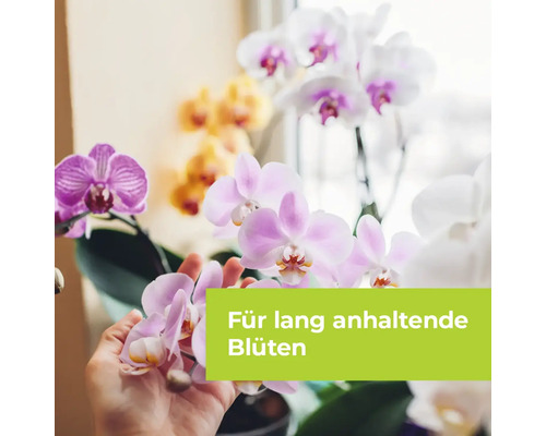 Verschiedenfarbige Orchideen für langanhaltende Blüten