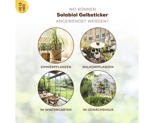 Anwendungsbereiche für Solabiol Gelbsticker: Zimmerpflanzen, Balkonpflanzen, Wintergarten, Gewächshaus