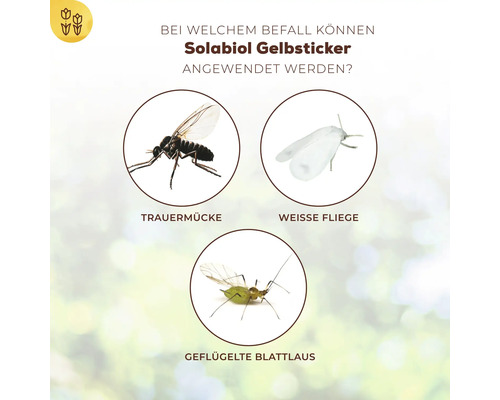 Solabiol Gelbsticker Anwendungsbereiche: Trauermücke, Weiße Fliege und Geflügelte Blattlaus