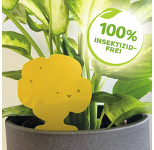 Gelbe Insektenfalle im Blumentopf mit dem Siegel 100 Prozent Insektizid-Frei