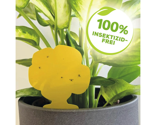 Gelbe Insektenfalle im Blumentopf mit dem Siegel 100 Prozent Insektizid-Frei