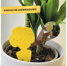 Gelbe Schädlingsfalle in Blumentopf mit Pflanze