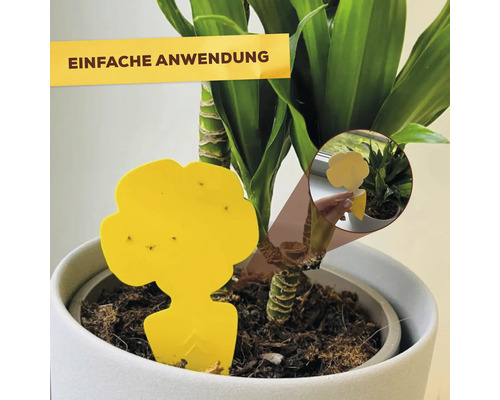 Gelbe Schädlingsfalle in Blumentopf mit Pflanze