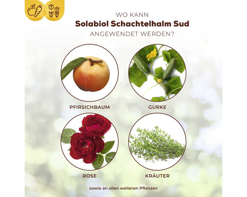 Anwendungsbereiche von Solabiol Schachtelhalm Sud: Pfirsichbaum, Gurke, Rose, Kräuter