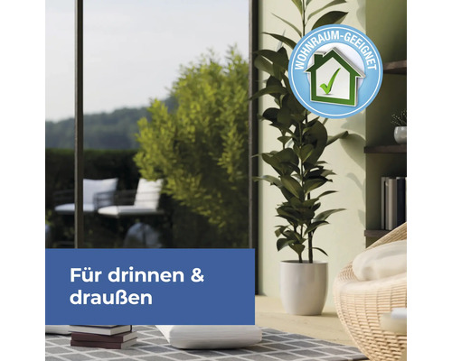 Zimmerpflanze im Topf mit Siegel geeignet für Innenräume