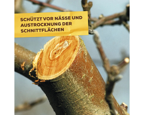 Baumschnittstelle mit Hinweis zum Schutz vor Nässe und Austrocknung