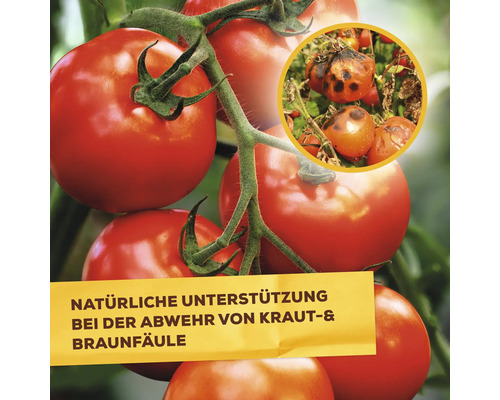Tomaten auf der Pflanze mit Hinweis auf natürliche Unterstützung bei der Abwehr von Kraut und Braunfäule