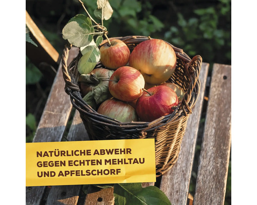 Korb mit Äpfeln auf Holztisch, Hinweis auf natürliche Abwehr gegen Mehltau und Apfelschorf