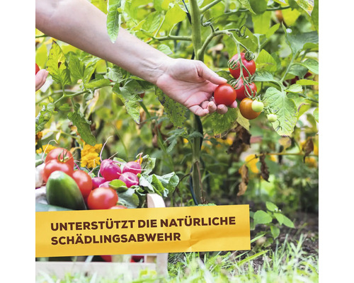 Ernte von Tomaten und Gemüse zur natürlichen Schädlingsbekämpfung
