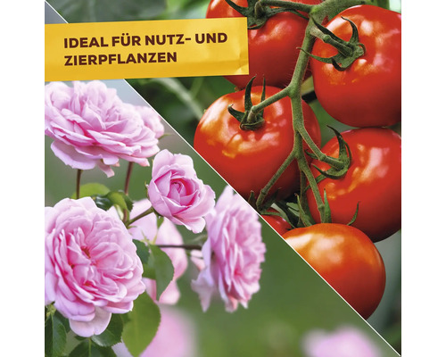 Bild von Rosen und Tomatenpflanzen, ideal für Nutz- und Zierpflanzen