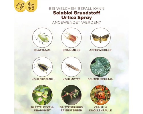 Anwendungsbereiche von Solabiol Grundstoff Urtica Spray gegen Blattläuse, Spinnmilben, Apfelwickler, Kohlerdflöhe, Kohlmotten, Echten Mehltau, Blattfleckenkrankheit, Spitzendürre oder Triebsterben und Kraut- und Knollenfäule