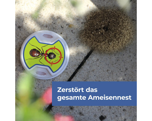 Ameisenköderdose neben einem Ameisenhaufen