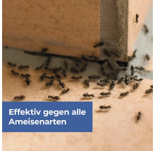 Ameisenmittel Protect Home FormineX Ameisen-Köder Multi 3 Stück, für bis zu 30 qm Raumabdeckung