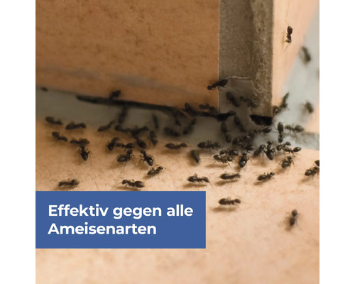 Viele Ameisen krabbeln an einer Wand entlang.