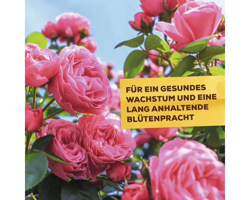Rosen mit Hinweisschild für gesundes Wachstum und lange Blütezeit