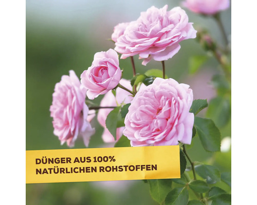 Rosengewächs mit dem Hinweis Dünger aus 100 Prozent natürlichen Rohstoffen.