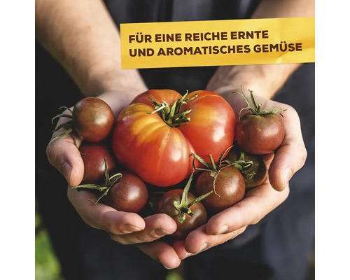 Hände halten rote und braune Tomaten, Hinweis auf reiche Ernte und aromatisches Gemüse