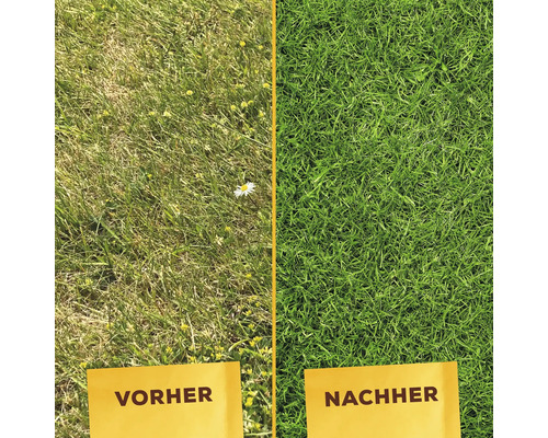 Vorher-Nachher-Vergleich von Rasenflächen: vorher trockener Rasen, nachher grüner Rasen.