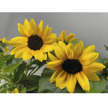 Nahaufnahme von Sonnenblumen mit grünen Blättern
