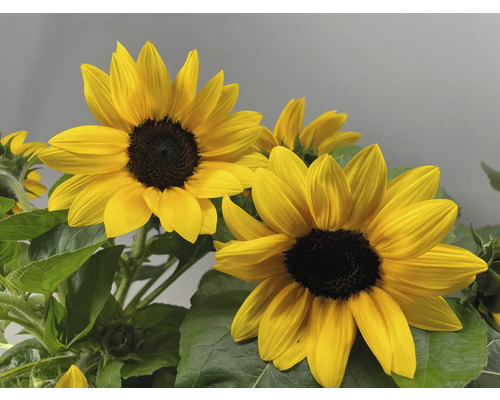 Nahaufnahme von Sonnenblumen mit grünen Blättern