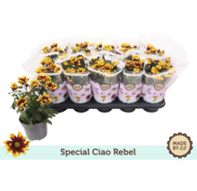 Tray mit Chrysanthemen im Topf